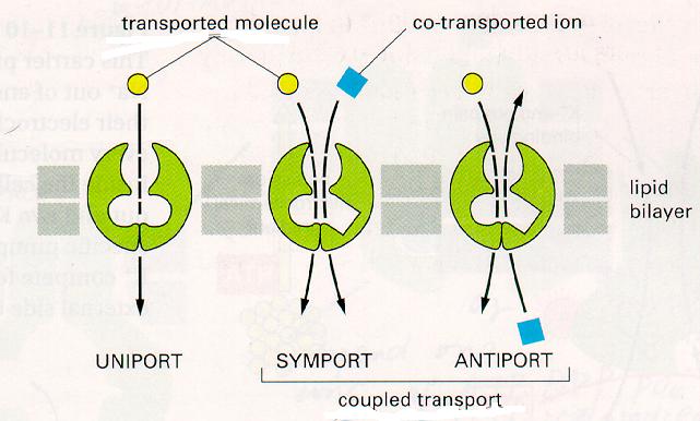 Antiport And Symport