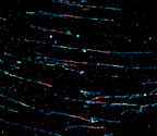 FISH Mapping