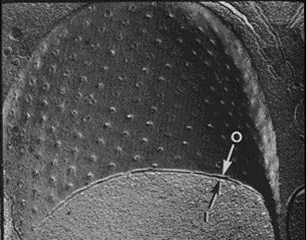 Image13.gif (22618 �Ӧ줸��)