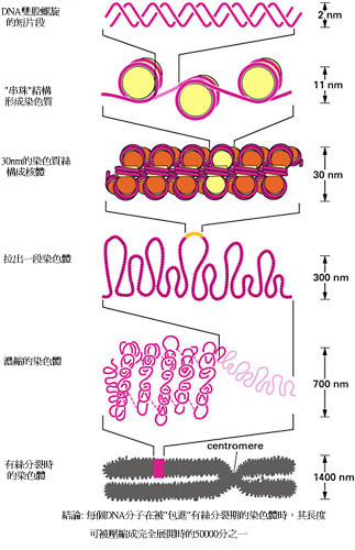 levels .jpg (47461 �Ӧ줸��)
