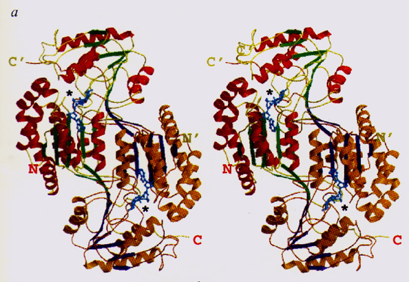 Catalytic Site of ALDH