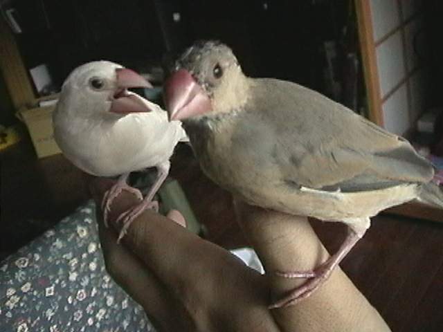 TWO BIRD