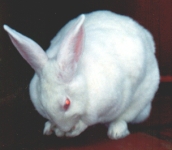 rabbit