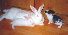 rabbit2