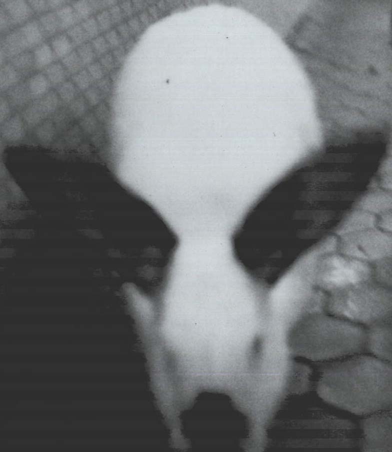 rabbit.jpg (40280 bytes)