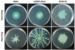 pseudomonas swarming