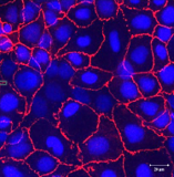 cell sheet