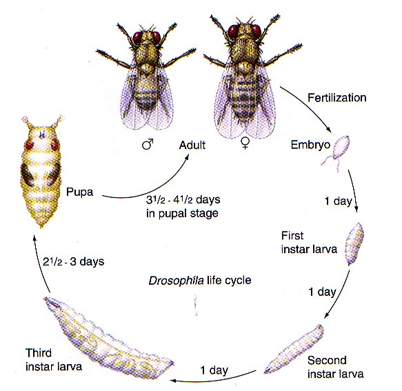 果蝇的一生